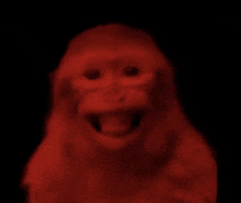 a close up of a monkey with its mouth open in a dark room