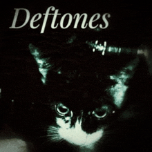 a deftones album cover with a cat on it