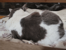 a grey and white cat laying on a blanket