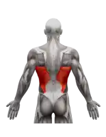 a man 's back is shown with muscles highlighted red