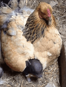 a chicken is laying down with a smaller chicken in its feathers