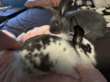 a black and white rabbit is laying on a bed