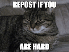 a cat laying on a couch with a caption that says repost if you are hard