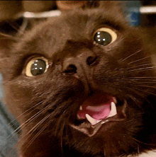 a close up of a black cat with its mouth open