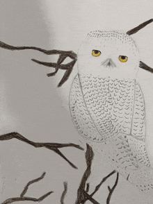 a drawing of a snowy owl on a tree branch