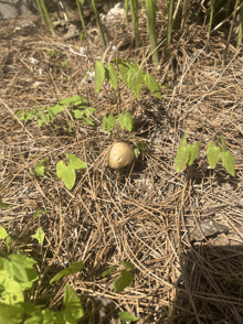 a small plant is growing out of a pile of dry pine needles