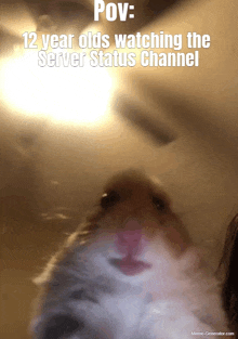 a close up of a hamster 's face with the caption " pov : 12 year olds watching the server status channel "