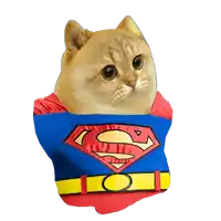 a cat is wearing a superman costume with a yellow belt