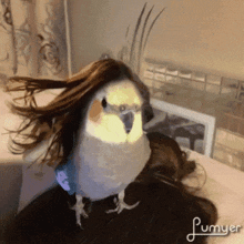 a bird with a wig on its head is sitting on a person 's head