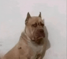 a close up of a dog 's face against a white background .