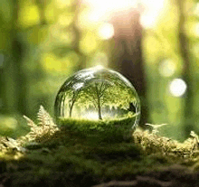 a glass ball with a tree inside of it is sitting on top of a mossy hill .