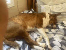 a brown and white dog laying on a bed with a striped blanket