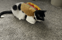 a black and white cat is wearing a costume of a hot dog