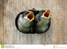 two birds are looking out of a hole in a wooden post