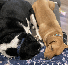 two dogs are laying on a blanket with the word love written on it