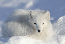 a white fox is laying down in the snow and looking at the camera