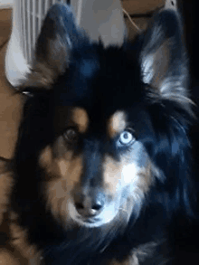 a black and brown dog with blue eyes is laying down on the floor and looking at the camera .