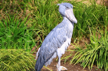 a large bird with a very long beak stands in the grass