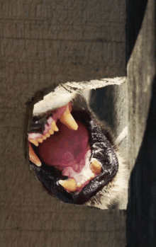 a close up of a dog 's mouth with its tongue out