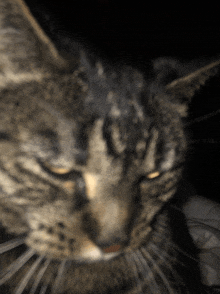 a close up of a cat 's face with the eyes closed