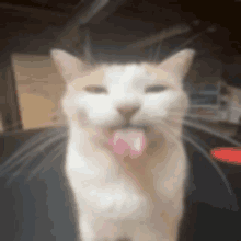 a cat sticking its tongue out in a blurry photo