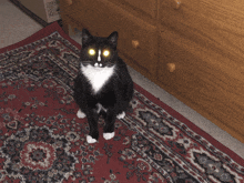 a black and white cat sitting on a rug next to a box that says " fragile "