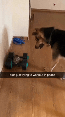 a dog standing next to a dumbbell with a caption that says " blud just trying to workout in peace "