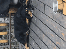 a black dog laying on a wooden wall next to a bowl