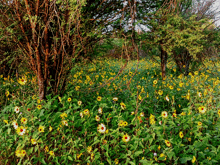 a field of yellow flowers surrounded by trees