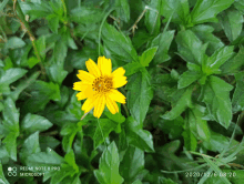 a yellow flower with a redmi note 8 pro microsoft camera