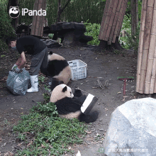 a panda bear is laying on the ground next to a man holding a trash bag with a panda logo on it