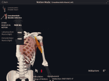 a screenshot of a skeleton showing the coracobrachialis muscle on the left