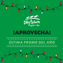 a green background with christmas lights and the words dog town hotel spa