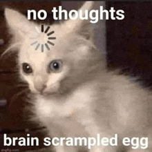 a cat with a loading screen on its head and a caption that says `` no thoughts brain scrambled egg ''