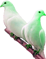 two white birds with green beaks sitting on a branch