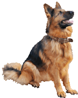 a german shepherd dog with a brown collar