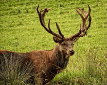 a deer with a large antlers is standing in a grassy field .