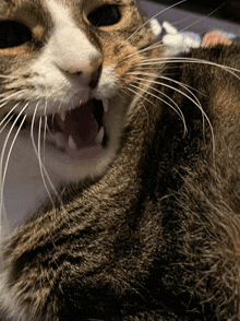 a close up of a cat with its mouth open showing its teeth