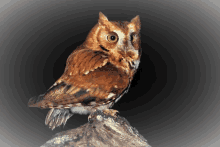 a brown owl sitting on a rock with a dark background