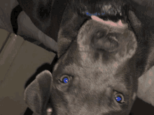 a close up of a dog with blue eyes looking up at the camera