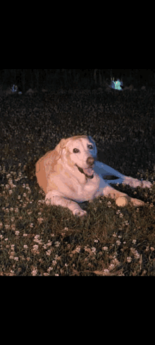 a dog laying in the grass with a tennis ball