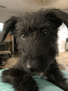 a close up of a black dog 's face