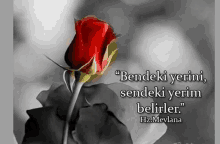 a black and white photo of a red rose with a quote in a foreign language .