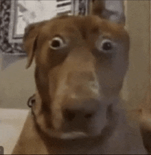 a brown dog is looking at the camera with a surprised look on his face .