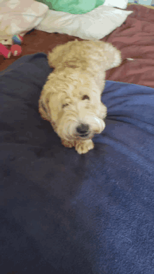 a dog laying on a blue blanket on a bed