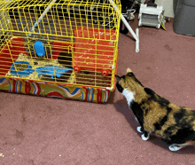 a calico cat looking at a hamster cage on the floor