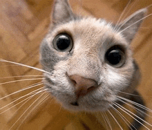 a close up of a cat 's face with long whiskers looking at the camera .