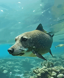 a shark with a dog 's face is swimming in the ocean