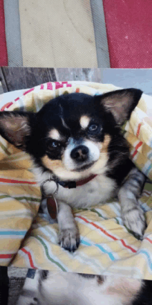 a small black and white dog laying on a blanket