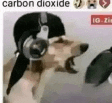 a dog wearing headphones and a hat with the words carbon dioxide above it